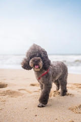 Poodle playing on the beach