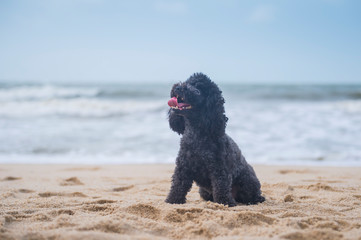 Poodle playing on the beach