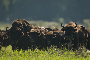European bison - Bison bonasus in the Knyszyn Forest (Poland) © szczepank