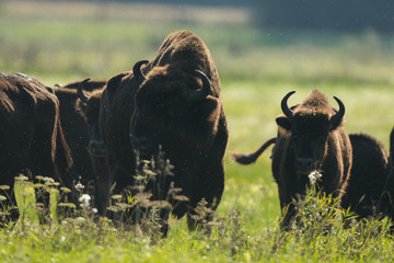 European bison - Bison bonasus in the Knyszyn Forest (Poland) © szczepank