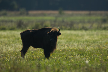 European bison - Bison bonasus in the Knyszyn Forest (Poland) © szczepank