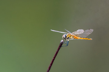 Dragonfly in the nature,Thailand