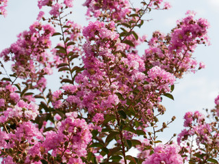 Lilas d'été rose fuchsia ou lilas des Indes  | Lagerstroemia indica rose fuchsia. Un bel arbuste...
