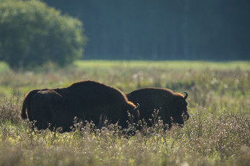 European bison - Bison bonasus in the Knyszyn Forest (Poland) © szczepank