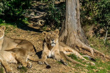 Lions d'Asie.