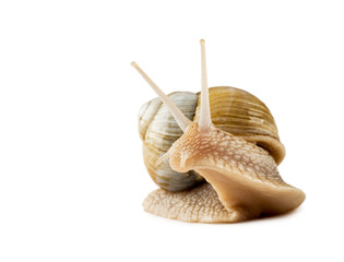 Snail isolated on white background