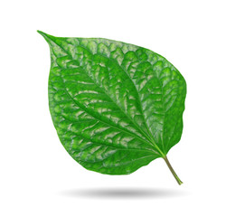 Wildbetal Leafbus leaf (Piper sarmentosum) isolated on white background. This has clipping path. 