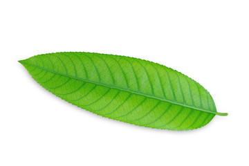 Green leafs isolated on white background/ This has clipping path.  