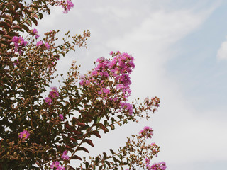 Lilas d'été rose fuchsia ou lilas des Indes  | Lagerstroemia indica rose fuchsia