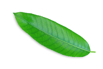 Fototapeta na wymiar Green leafs isolated on white background/ This has clipping path. 