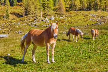Obraz na płótnie Canvas Confident horses in a high valley in Austria.