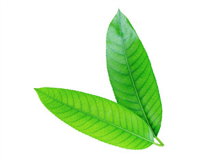 Green leafs isolated on white background/ This has clipping path.  