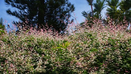 Obraz premium beautiful flowers at the roadside .beautiful background