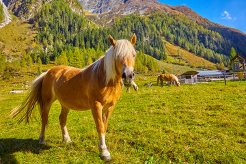 Confident horses in a high valley in Austria.