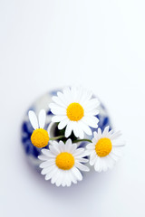 Close up top view of dog daisies (Leucanthemum vulgare) in a small Delftware Delft Blue vase