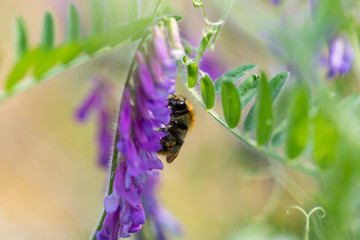 Hummel