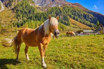 Confident horses in a high valley in Austria.