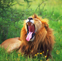 lion  in savannah in tanzania