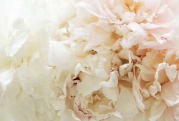 Peony flowers as a background