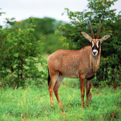 kudu in savannah in botswana