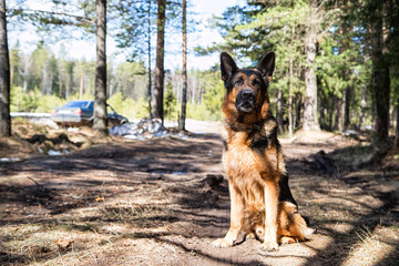 Dog German Shepherd in the forest in an early spring