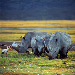 group of rhino in savannah © gi0572