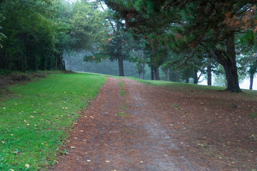 Dirt road among coniferous and deciduous trees along the overgrown fence