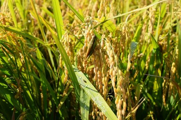 黄金色に稔った稲穂