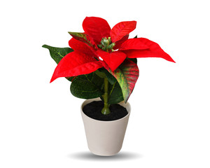Christmas plastic flowers in white pot isolated on white background. This has clipping path.             