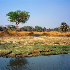 crocodile in savannah in tanzania