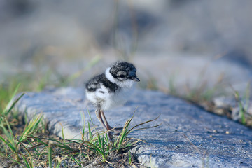little cute chick / little gull in the wild, beautiful chick in the wild
