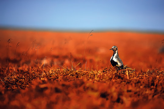 Golden Plover / Bird In The Field, Northern Nature, Wildlife Landscape