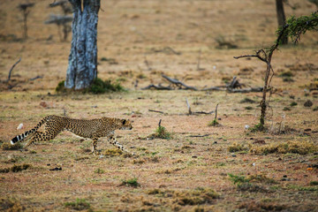 cheetah is hunting in savannah