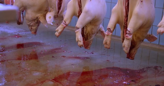 the daily routines in the slaughterhouse.
dead animals that are turned into food