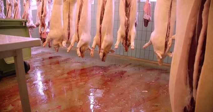 the daily routines in the slaughterhouse.
dead animals that are turned into food