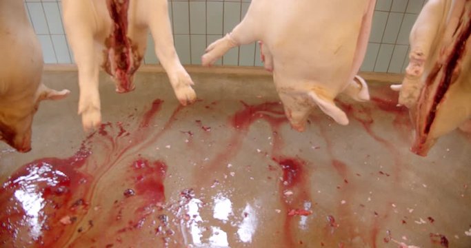The daily routines in the slaughterhouse. Dead animals that are turned into food.