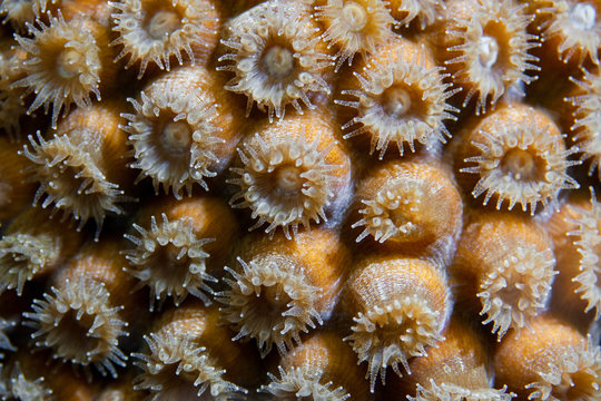 Star Coral feeding at night in the Turks and Caicos islands. 