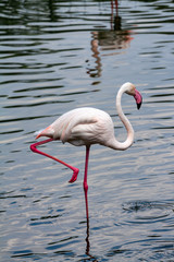 the pink flamingo roseus of the flamingo family