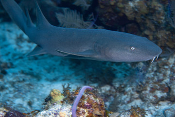 Juvenile nurse shark in the Turks and Caicos islands. 