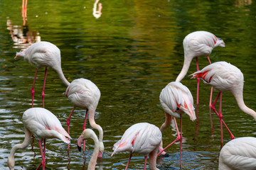 the pink flamingo roseus of the flamingo family