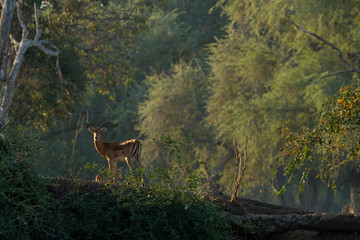 impala in sunrise forest in namibia