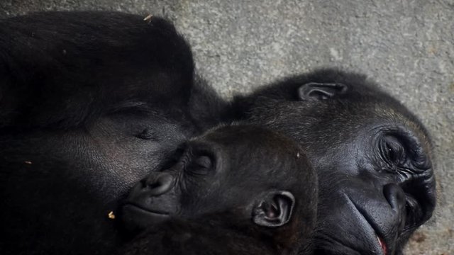 Baby chimpanzee, also known as Pan troglodytes sleeping at his mother's chest