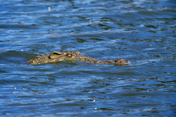 Obraz premium crocodile head in lake in tanzania
