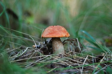 mushroom in forest