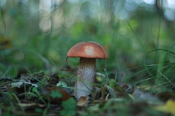 mushroom in the forest