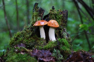 two boletus on a stump in the forest