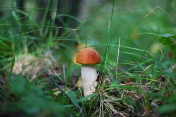 mushroom in the grass