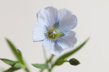 Fototapeta premium Flax (Linum usitatissimum) flowers