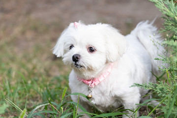 Little funny white dog with a pink collar walks in the green gra
