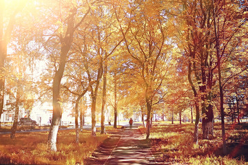 yellow autumn forest landscape / beautiful trees with yellow leaves in the forest, landscape October autumn, seasonal landscape